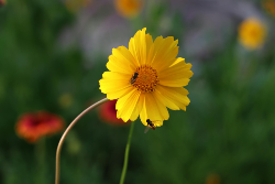 Coreopsis-Lanceolata-Flower; Credit Amelia Cui