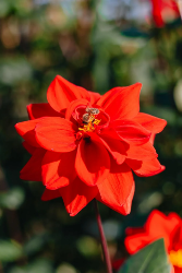 Vibrant-Red-Dahlia; Credit Nguyen Hung