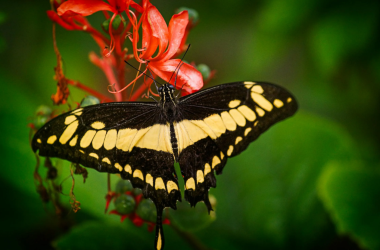 Yellow Black Butterfly; Credit Ray Bilcliff