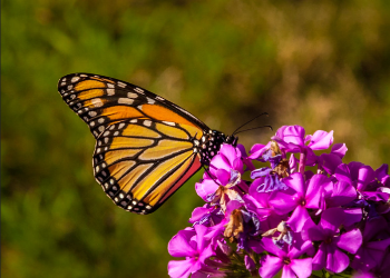 Orange Black Butterfly; Credit Paul VanDerWerf